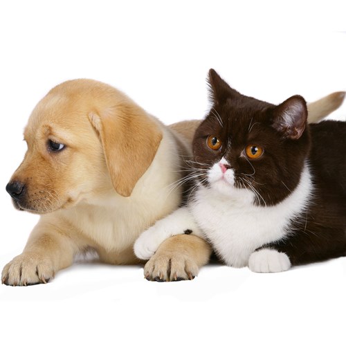 Continuing Professional Development QMHA Oncology evening webinar